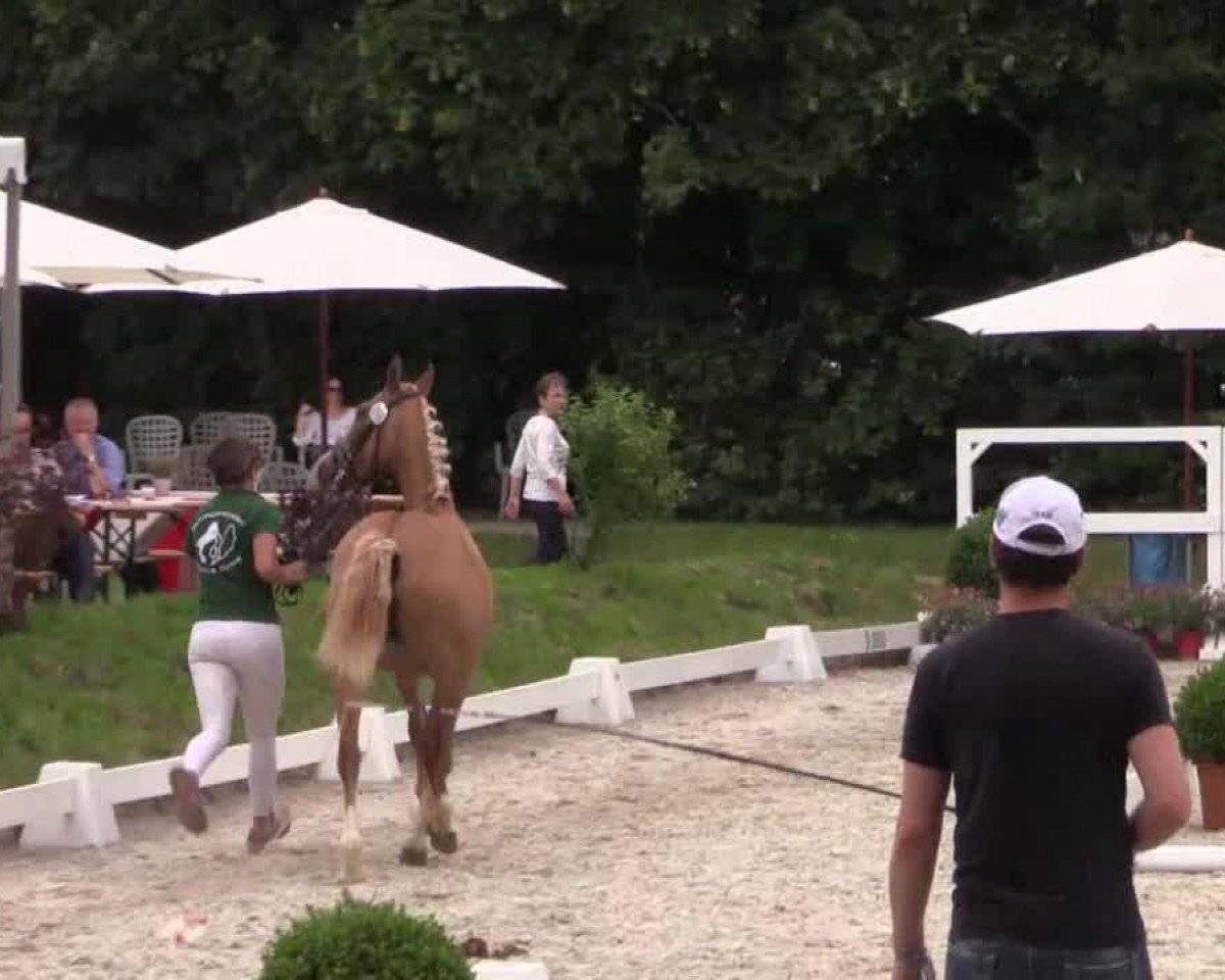 broodmare Dantana (German Riding Pony, 2011, from FS Don't Worry)