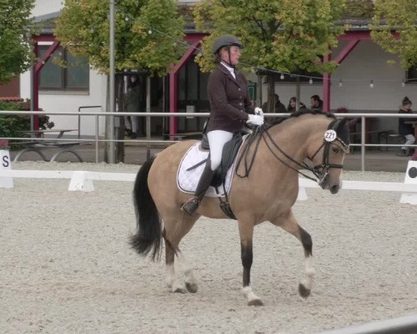 Reitturnier Achern 2020