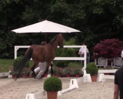 dressage horse Silvana (Westphalian, 2010, from Sir Schiwago)