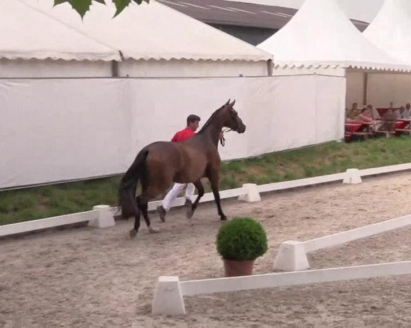 Zuchtstute Romy (Westfale, 2011, von Glock's Romanov)