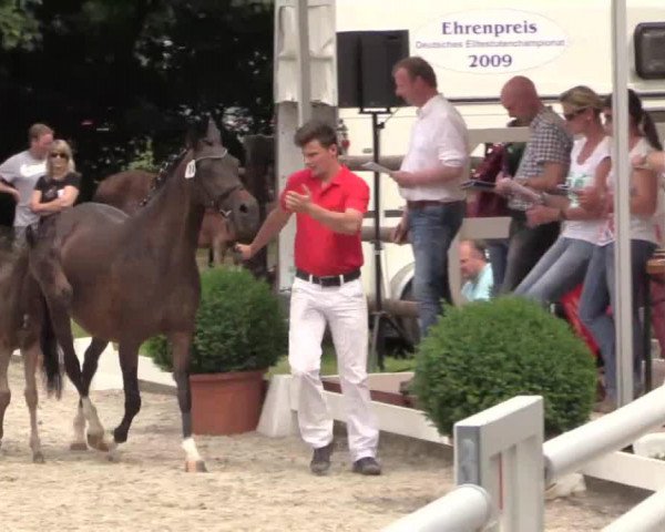 jumper Malefiz (German Riding Pony, 2014, from Mariano)