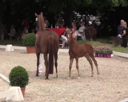 jumper Hengst von Fehkamps Nightley (German Riding Pony, 2014, from Fehkamps Nightley)