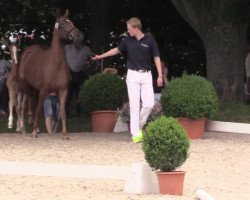 Dressurpferd Donald Duck 40 (Deutsches Reitpony, 2014, von Dreidimensional AT NRW)