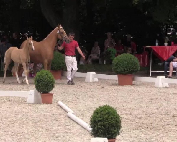 dressage horse Hengst von Dreidimensional I AT (German Riding Pony, 2014, from Dreidimensional AT NRW)