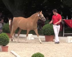 dressage horse Dajera (German Riding Pony, 2014, from Dreidimensional AT NRW)