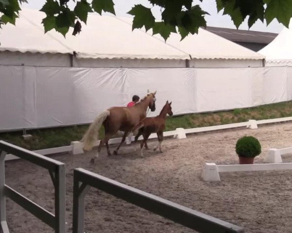 dressage horse Diva Hoch Drei (German Riding Pony, 2014, from Dreidimensional AT NRW)