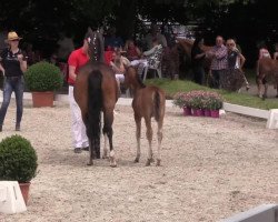 Zuchtstute Cinniminni 2 (Deutsches Reitpony, 2014, von FS Champion de Luxe)