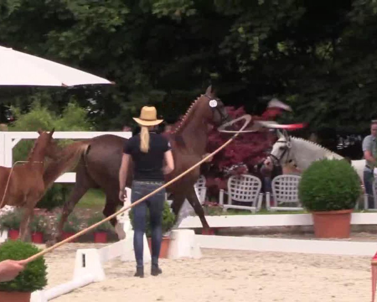 broodmare Darleen AT (German Riding Pony, 2014, from Dreidimensional AT NRW)