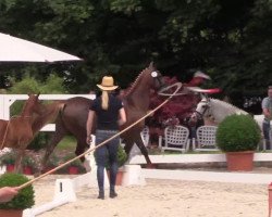 Zuchtstute Darleen AT (Deutsches Reitpony, 2014, von Dreidimensional AT NRW)