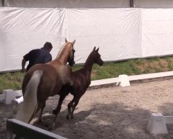 dressage horse Nightley's Butterfly (German Riding Pony, 2014, from Fehkamps Nightley)