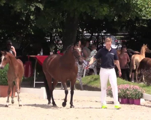 Dressurpferd Stute von Global Player AT (Deutsches Reitpony, 2014, von Global Player At)