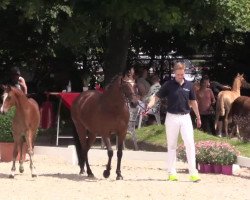 Dressurpferd Stute von Global Player AT (Deutsches Reitpony, 2014, von Global Player At)