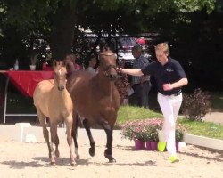 Zuchtstute Delilah Starla AT (Deutsches Reitpony, 2014, von Dimension AT NRW)