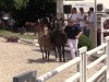 dressage horse Giovanna Gina (German Riding Pony, 2014, from Global Player At)