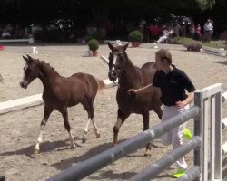 dressage horse Dunkelbunt 4 (German Riding Pony, 2014, from D-Day AT)