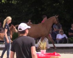 dressage horse D-Dream v.H. (German Riding Pony, 2014, from D-Day AT)