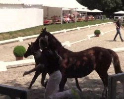 dressage horse Daytonia (Deutsches Reitpony, 2014, from D-Day AT)