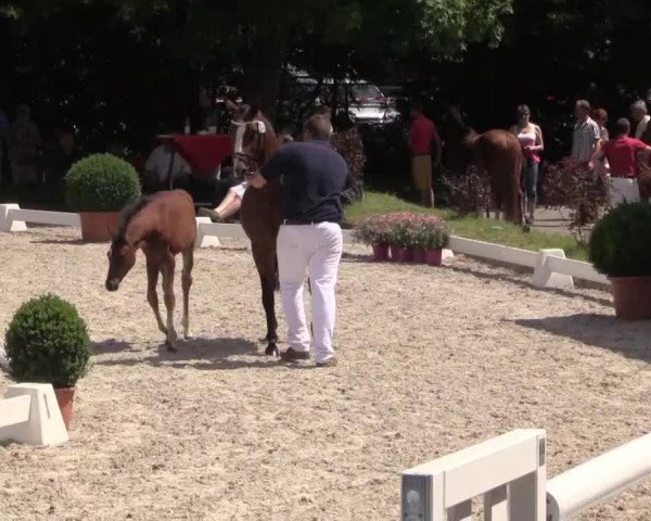 broodmare Stute von D-Day AT (German Riding Pony, 2014, from D-Day AT)