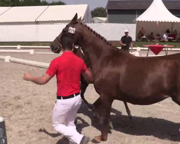 jumper Hengst von Diacasall (Westphalian, 2014, from Diacasall)