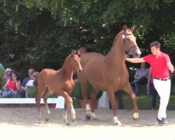 dressage horse Hengst von Follow Me (Westphalian, 2014, from Follow Me OLD)