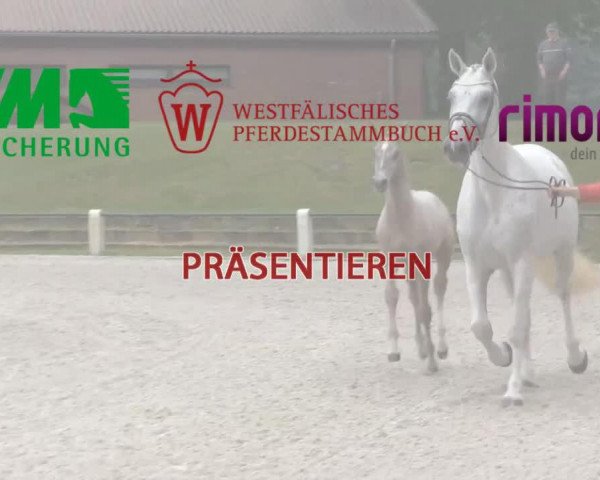 Dressurpferd Hengst von Scuderia (Westfale, 2014, von Scuderia)