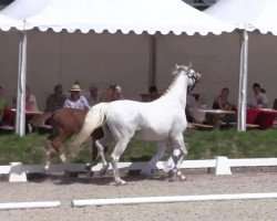 Springpferd Hengst von Los Angeles (Westfale, 2014, von Los Angeles)