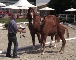 dressage horse Hengst von Enzo Ferrari (Westphalian, 2014, from Enzo Ferrari)