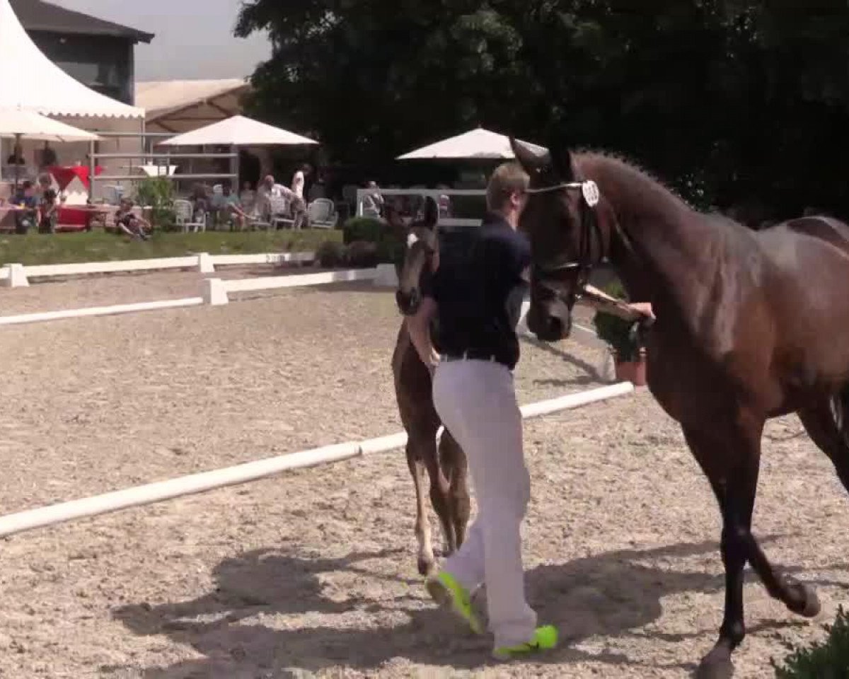 dressage horse Stute von Dante Weltino (Westphalian, 2014, from Dante Weltino Old)