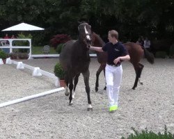 dressage horse Stute von Brisbane (Westphalian, 2014, from Brisbane)