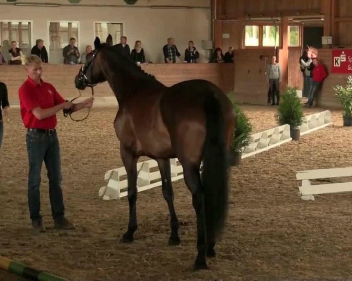 broodmare Rona Mattis-Lene (Westphalian, 2011, from Rocky Lee)