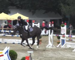 broodmare Pamina 460 (Westphalian, 2006, from Pontifex)