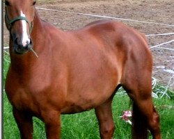 broodmare Urossanoff C (Rhinelander, 2001, from Opan)