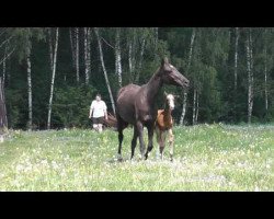 horse Kakhir (Akhal-Teke, 2014, from Kaytag)