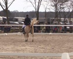 dressage horse Anton (Rhinelander, 2005)