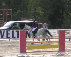 jumper Cashflow (German Sport Horse, 2002)