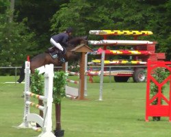 jumper Quistallo`s Queeno (German Sport Horse, 2009, from Quistallo II)