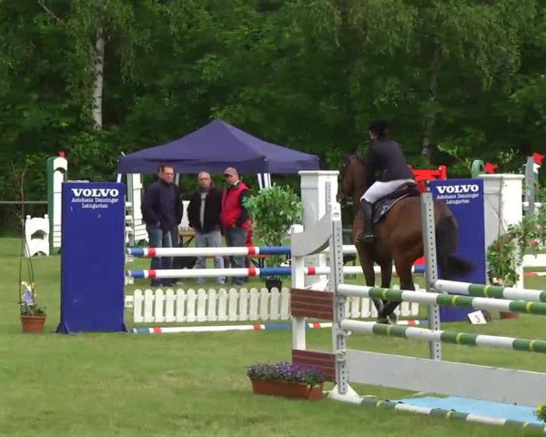 jumper Lord Lucky 7 (Holsteiner, 2009, from Loran)