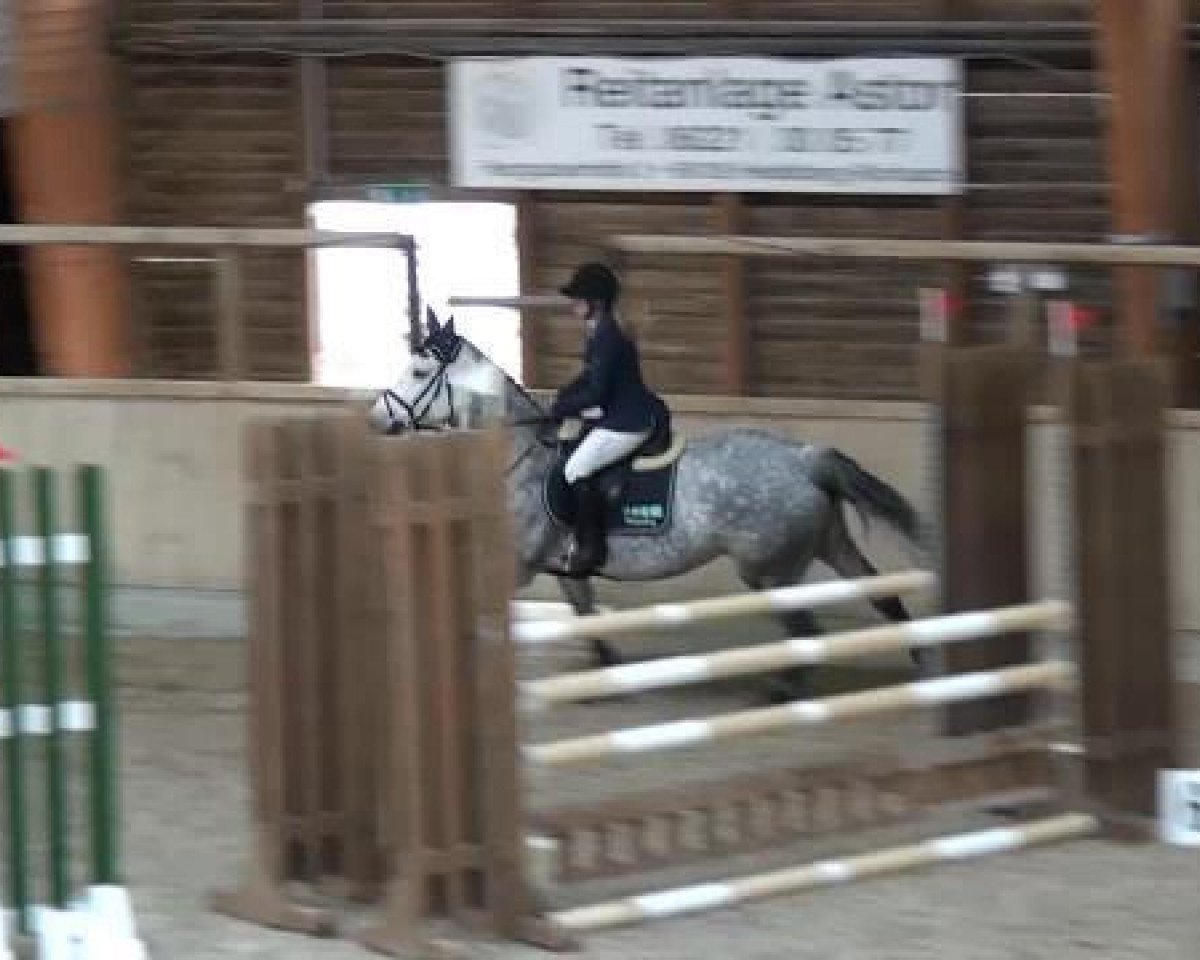 jumper Carmen 271 (Holsteiner, 2009, from Cassiano)