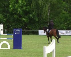 jumper Number One (KWPN (Royal Dutch Sporthorse), 2009, from Numero Uno)