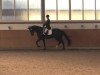 dressage horse Summersby (Hanoverian, 2009, from Sandro Hit)