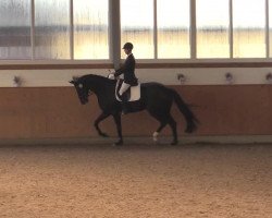 dressage horse Summersby (Hanoverian, 2009, from Sandro Hit)