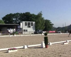 dressage horse Scarlett 663 (Rhinelander, 2008, from Sunny-Boy)