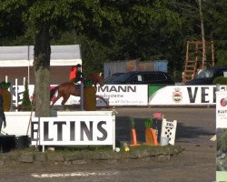 dressage horse Rubin Royal (Westphalian, 2001, from Rubiloh)