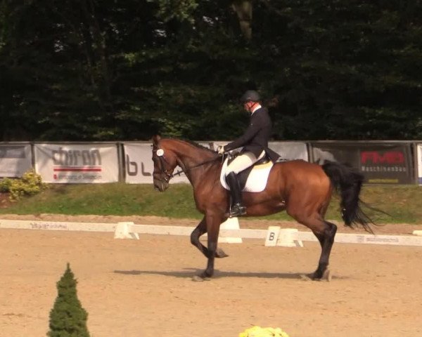 dressage horse Don Calderon (KWPN (Royal Dutch Sporthorse), 2008, from Emilion)