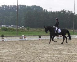 dressage horse Quarka (Westphalian, 2010, from Quaterback)