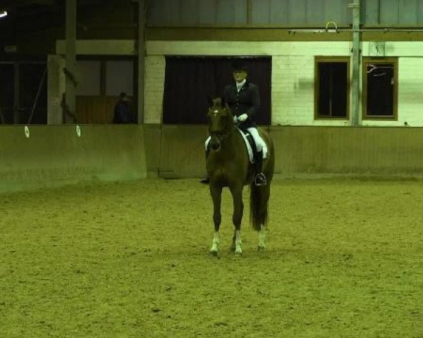 dressage horse Fidelio van het Bloemenhof (Belgium Sporthorse, 2009, from Fidertanz)