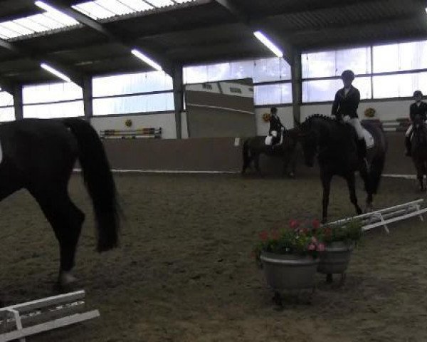 dressage horse Crumble 2 (Westphalian, 2007, from Cristallo I)