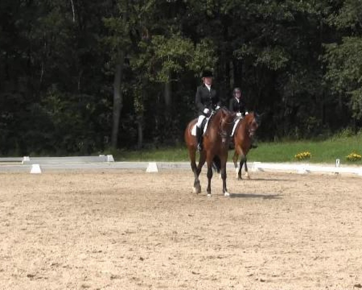 Dressurpferd Fürst Filou 4 (Oldenburger, 2008, von Floresco NRW)
