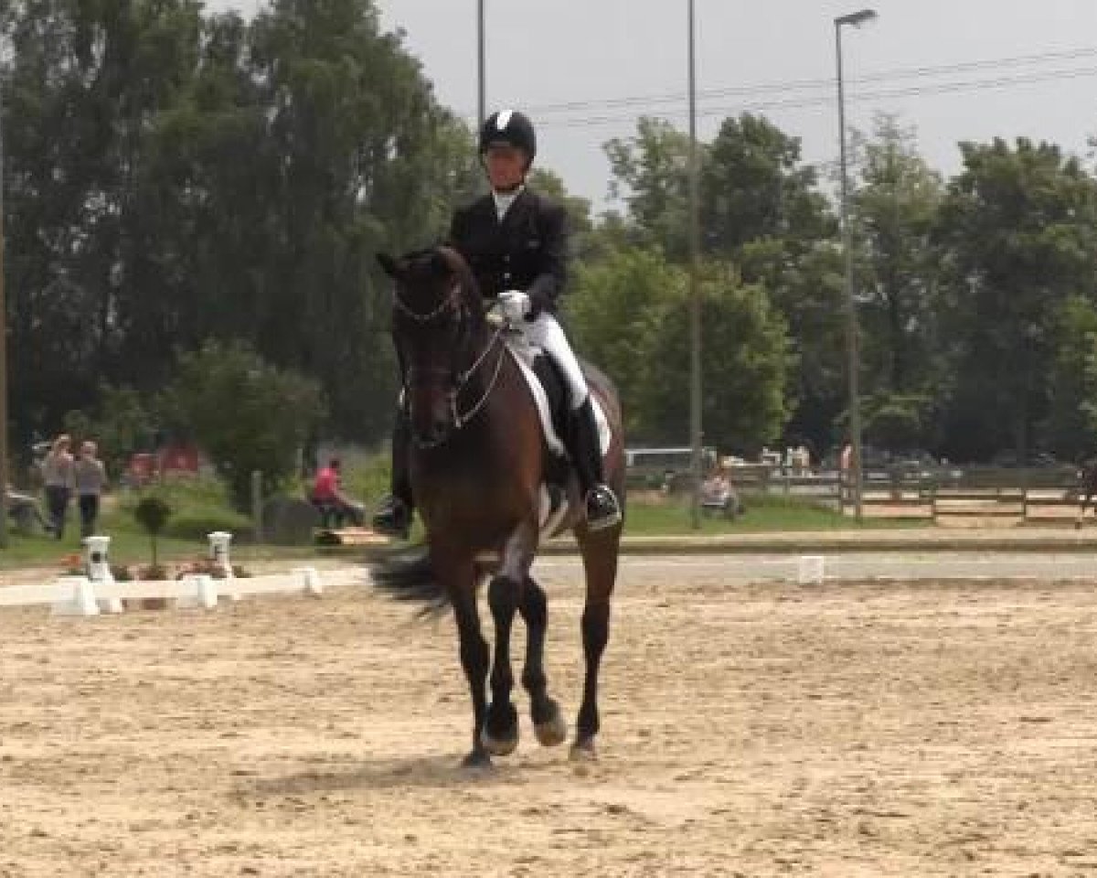 dressage horse Ruby 149 (Westphalian, 2005, from Rubin Cortes OLD)