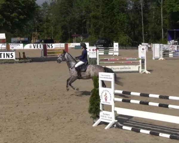 jumper Cleopatra 232 (Oldenburg show jumper, 2008, from Contaro)